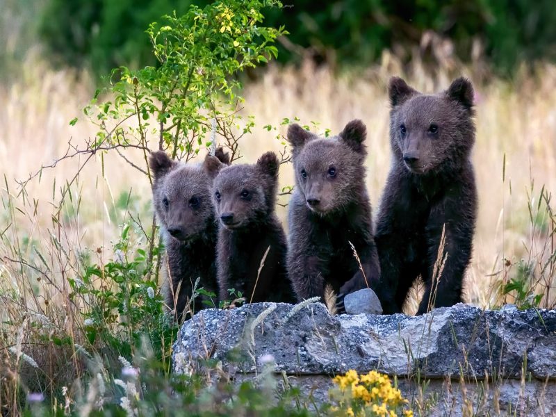 AI-Powered-Wildlife-Protection