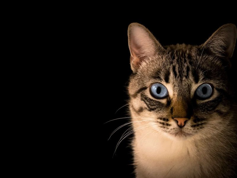 gato