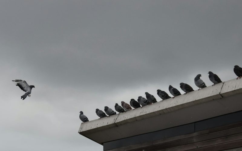 palomas