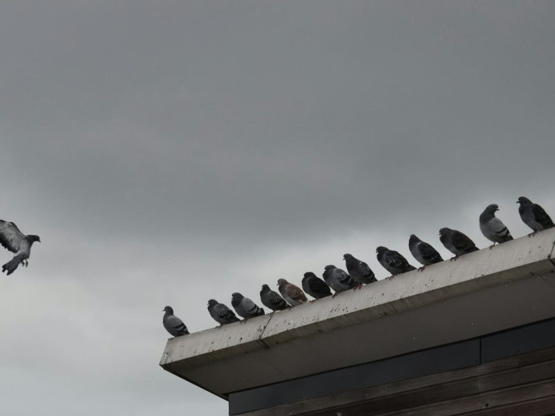palomas